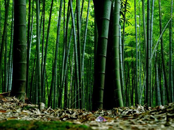 Why Is bamboo a Renewable Resource? - ninobamboo